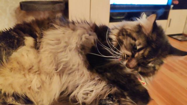 Кот поймал мышь 😜 смотреть онлайн