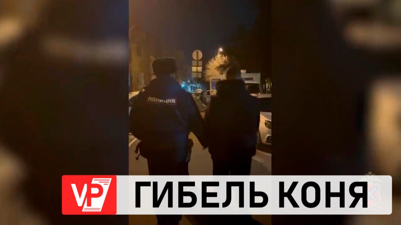 В ВОЛЖСКОМ ПОЛИЦЕЙСКИЕ ЗАДЕРЖАЛИ ПОДОЗРЕВАЕМОГО В ОТРАВЛЕНИИ КОНЯ