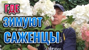 ВОТ ТАК ЗИМУЮТ МОИ САЖЕНЦЫ ГОРТЕНЗИИ, ЕЖЕВИКИ И ВИНОГРАДА