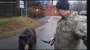 На медведе на коп, лис  с МД уже ждёт!