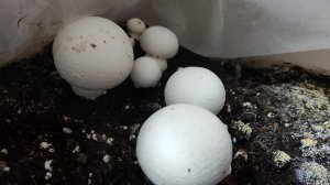 Шампиньоны на подоконнике