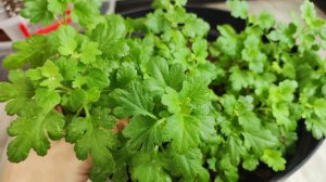 ЧЕРЕНКУЮ ХРИЗЕНТЕМУ в ДЕКАБРЕ