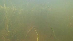 Подводная охота на реке. Щучий день.