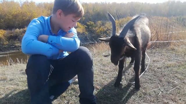 Осенним теплым днём мы встретились с козлом))) смотреть онлайн