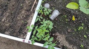 16-ДАЧА..редиска как яблоко😁и яблони в цвету..1 часть(24.05.21)