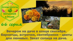 Вечер на даче в конце сентября.Бархатцы,астрочки,сентябринки -цветы для ленивых.Закат солнца.21 сент