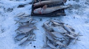 Рыбалка на подлещика зимой с палаткой. Рыбалка на налима на Иртыше