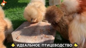 Идеальное птицеводство достойно восхищения 🐓🦆🦢🦚🦃🐔 эпизод (425)