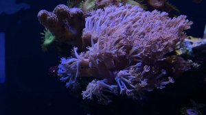 Морской аквариум