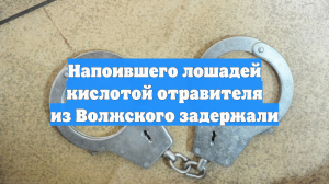 Напоившего лошадей кислотой отравителя из Волжского задержали