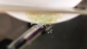 Что со стайным нерестом Красного Неона. Что с икрой Тернеции