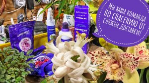 Новые тревоги: СДЭК решил, мои растения переживут мороз и добавил срок доставки. Аминосил актуален