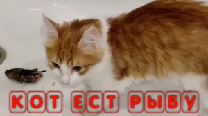 Кот ест рыбу Можно ли котам давать рыбу