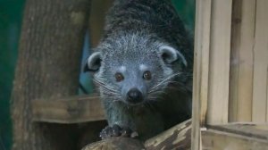 Малышей бинтуронгов отселили от папы и мамы  и перевели в теплый, зимний вольер.