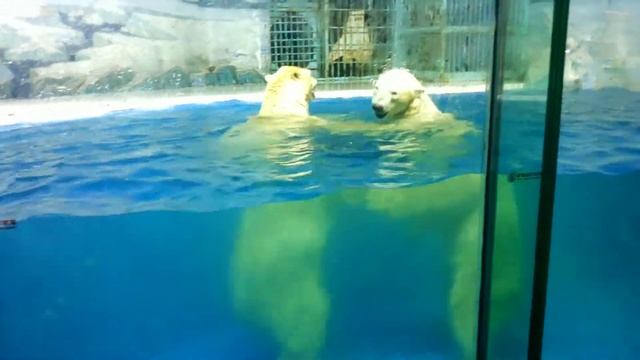 POLAR LAND HARBIN part 2