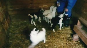 Отчерк "ля-ля"