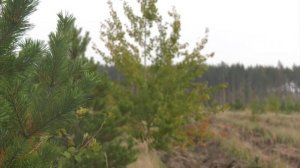 Площадь лесов в Воронежской области увеличилась более чем на 600 гектаров