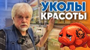 Аквариумные истории из ЭКЗОМЕНЮ (19.12.2025). Уколы красоты.