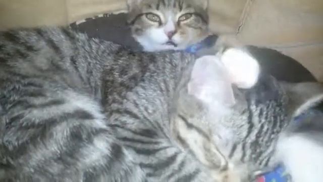 ЛЯЛЯ БАСЯ АВТОР МАРИНА МАРИНИНА смотреть онлайн