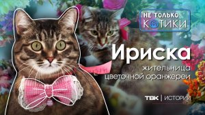 Кошка Ириска в цветочной оранжерее /  «Не только котики»
