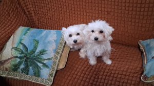 Моё счастье...посмотрите на моих красоток,как они меня любят...