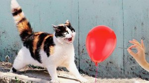 Приколы  ДО СЛЕЗ с котами и кошками! Смешные коты! Самые смешные животные!