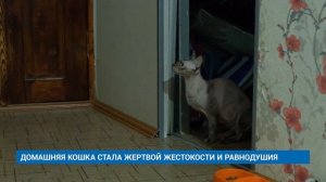 "Новости Муравленко. Главное за день", 19 декабря 2025 г.