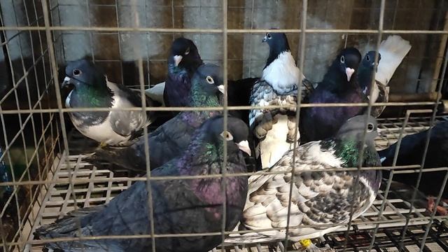 13.12.2025г Ярмарка ст.Бронницы ч.3 смотреть онлайн