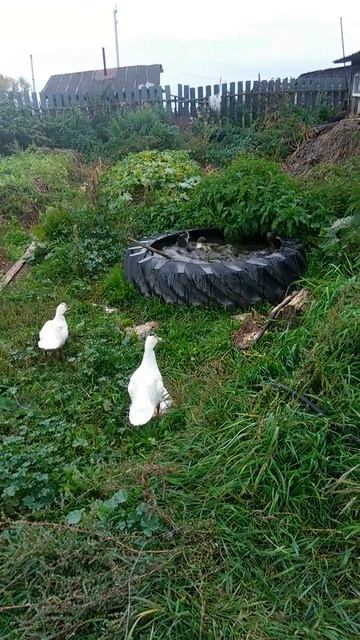 Уты смотреть онлайн