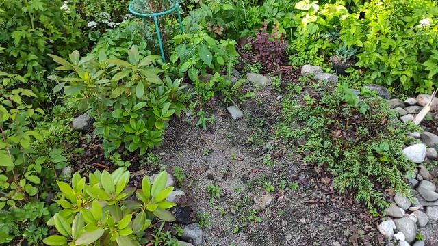 30-ДАЧА..Розы цветут и пахнут..1часть(26.06.21) смотреть онлайн