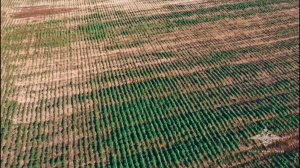 В Приморье задержан подозреваемый в культивировании конопли и покушении на сбыт наркотиков