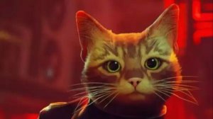 Котик. Stray. 1 серия