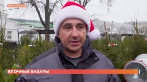 Ростовские елочные базары: цены на сосны, елки, пихты