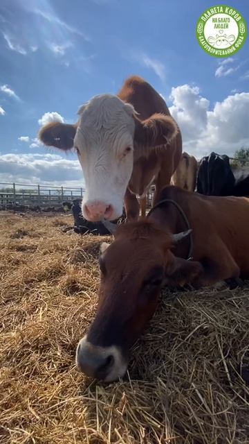 🫙✨Новогоднее видеопоздравление от Александра Сечина.