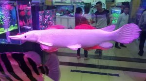 Китай, Шэньчжэнь: "Птичий рынок" аквариумных рыб