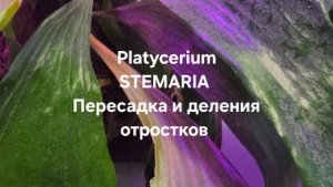 Platycerium STEMARIA (Платицериум, Папоротник)