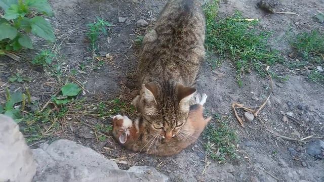 МОЯ охотника Веся смотреть онлайн