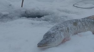 первая проверка блесен