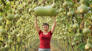 За год мы собрали тысячи сортов тыквы и вывезли их на рынок для продажи. Дуонг. Вьетнам