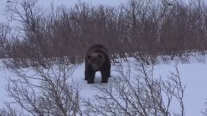 Медведь хотел познакомиться....