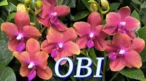 №1155/ МОРЕ свежих, ШИКАРНЫХ орхидей в OBI