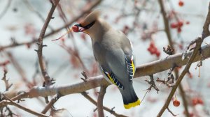Свиристели прилетели !