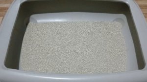 Как избавиться от запаха кошачьей мочи