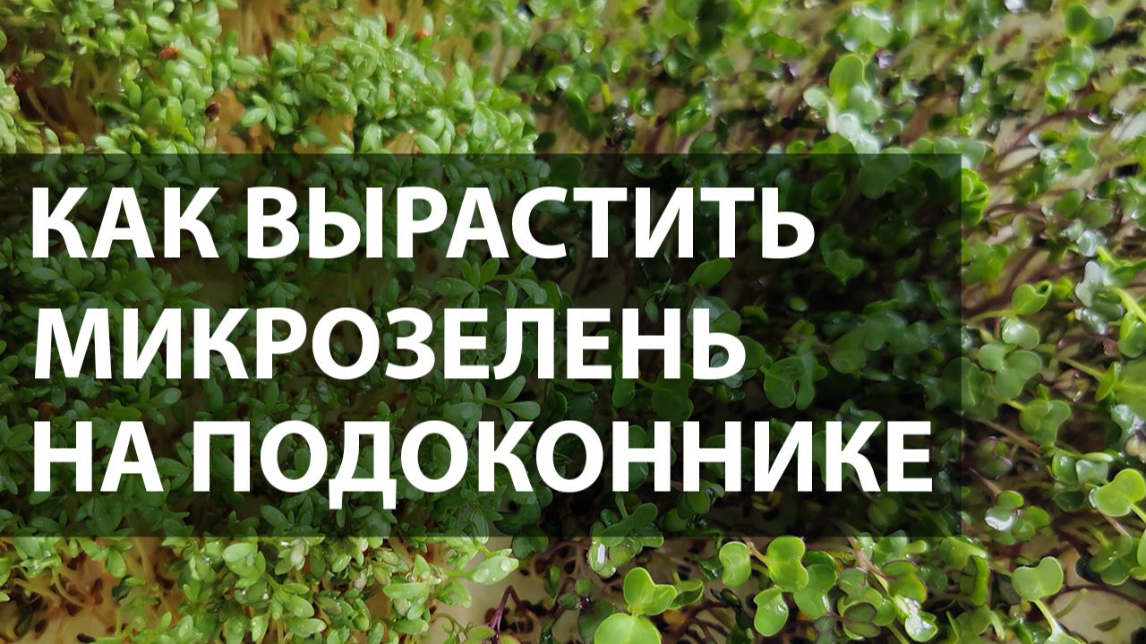 Микрозелень дома: от посева до урожая за неделю | Простой способ на подоконнике