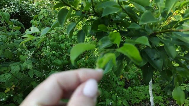 27-ДАЧА .Кто рано встаëт тот не Горячевский 🤣🤣🤣🤣🤣1 часть(18.06.-20.06.2021) смотреть онлайн