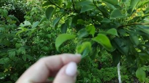 27-ДАЧА .Кто рано встаëт тот не Горячевский 🤣🤣🤣🤣🤣1 часть(18.06.-20.06.2021)