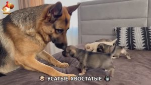 Котята и щенята 🐈🐶 Кошки и собаки 🤗 Милое видео про животных (28)