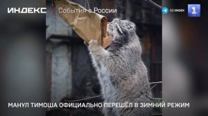 Манул Тимоша официально перешёл в зимний режим