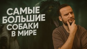 Топ самых больших собак