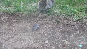 Заключительный эпизод Тома и Джерри